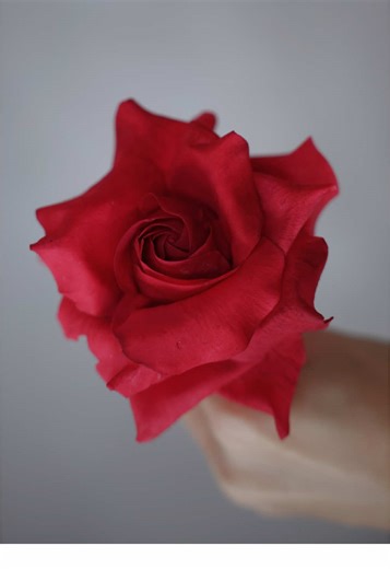 Learn to Create Realistic Sugar Roses for Cakes