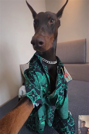 1.6K views · 43 reactions | Doberman Dog Is A Fashion Model | Dog Lovers | Facebook