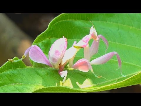 NATURES STUNNING & DEADLY KILLER - THE ORCHID MANTIS #mantis #orchids #insects #orchidmantis #nature