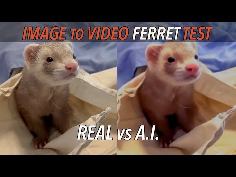 Our Ferrets: Real vs AI (Ranked Best to Worst)