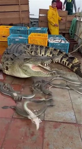 River Barge Horror as a Giant Crocodile Explodes Onboard