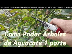 COMO y CUANDO PODAR un ARBOL de AGUACATE 🥑MINI CURSO PODAS de AGUACATE 1 PARTE🥑