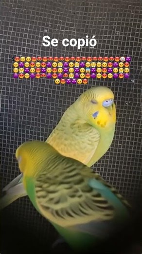 Copión. NO VEAS LA DESCRIPCIÓN