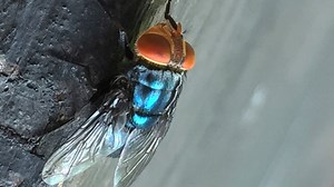 1st human case of flesh-eating parasite detected in US