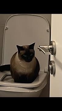 Siamese cat meows intensely