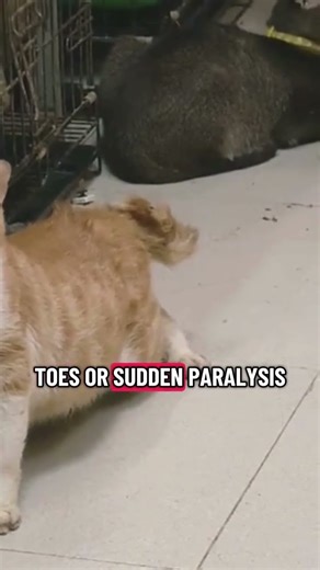 Cat back legs weak suddenly #cathealth #emergencyvet #catparalysis #sickcat #vetmed #shortsvideo