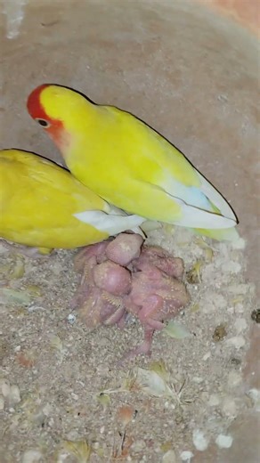 African lovebird 4checks