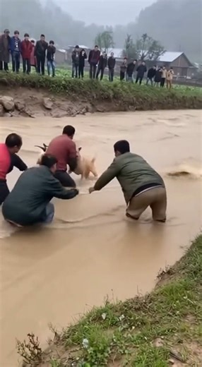 3.3M views · 16K reactions | A heartwarming **dog** video shows incredible **compassion**! This amazing **animal rescue** features a daring **dog rescue** of a **goat** in a rushing river. This story is sure to give you **hope**! | Rescue Stories | Facebook
