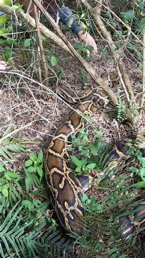 HUGE PYTHON IN THE EVERGLADES