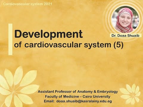 Development of CVS 5(Dr Doaa)