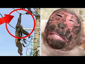 MONKEYS VS ELECTRIC CURRENT Electric Shock To Monkeys