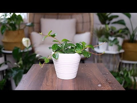 Peperomia Angulata (Quadrangularis) Care And Growing Guide