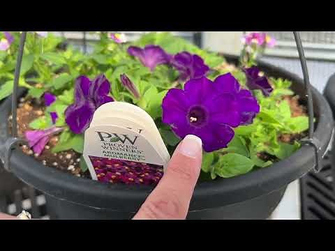 Simple & Easy Hanging Basket and Container Garden Ideas
