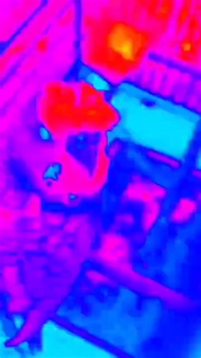 KRAL TAM KOPMALIK🤪🤪Funny Birds..Kral the Parakeet Dancing to Music! 🐦🎵