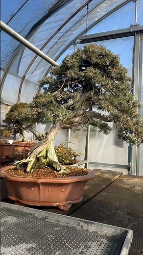 Maître Akimoto nous présente sa collection personnelle de bonsaï !