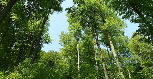 Définition | Forêt tempérée : qu'est-ce que c'est ? | Futura planète