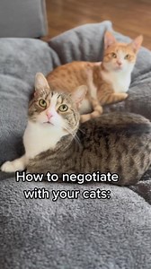 We have an understanding 🐱 | Dr. Matt McGlasson