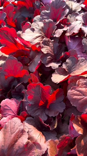 Bring some life and color to those shady corners this fall with...