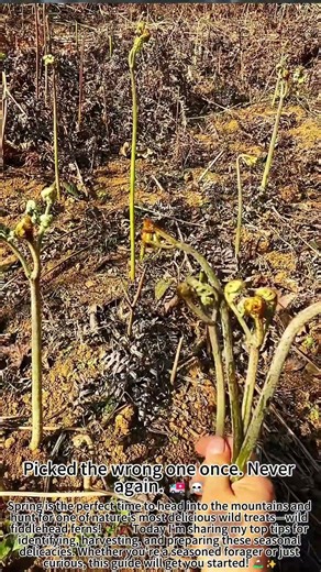 Wild Fern Foraging Tips: Spring's Best Secret! 🌿🥢