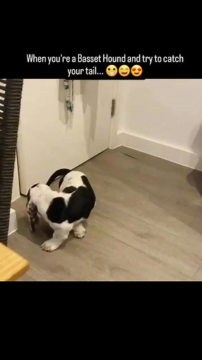 My adorable baby 😇🥰🥰😇🥰 #bassethound #bassethoundsofinstagram #basset #dogsofinstagram #bassetlove #bassethoundmoments #bassetlife #bassethounds #bassethoundlove #bassethoundpuppy #dog #bassetsofinstagram #nothingbetterthanabasset #bassethoundlife #dogs #bassets #bassetgram #bassethoundworld #puppy #bassethoundoftheday #hounddog #bassetmoments #dogoftheday #bassethoundcommunity #bassethoundsofig #bassetpuppy #bassetworld #bassetmania #puppiesofinstagram #hound | Basset hound puppies for adop
