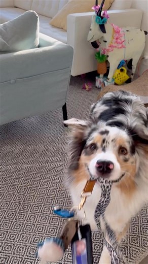 Mary and Promise on Instagram: "I love how methodical she is about it❤️😭 I am always misplacing things and teaching Promise to find things is genuinely very useful. Last week she saved my AirPods that had fallen between the sofa from certain doom. All you have to do is give different objects different scents (my keys are lavender) and teach the object names. It’s also a great way to give your dog a job that gives them mental and physical stimulation and a purpose. Everyone wants to be needed❤️"