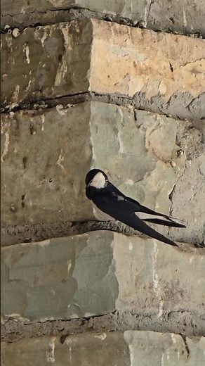 White Throated Swallow - Ambient Bird 12