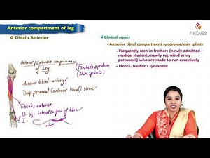10. Anterior compartment of leg - MBBS Lecture