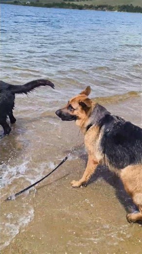 xido saves a tyre #germanshepherd #gsds #dog #gsd #doglife #funny #gsdlover
