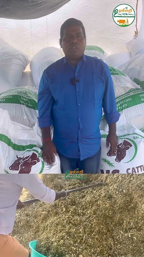 32K views · 405 reactions | முதல் தரத்தில் மக்காச்சோளம் silage All over tamilnadu delivery available VS cattle feeds palani -97915 69888 , 8925550909 #reels2024fbreels #fbreels #cowfarm #cowfeed #agriculture #tamil #milk #DairyFree | Uzhavinri Unavillai | Facebook