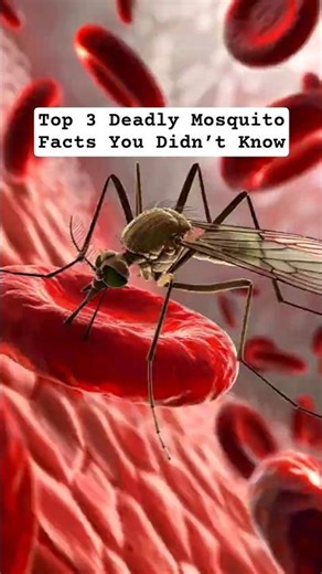 Top 3 Deadly Mosquito Facts You Didn’t Know #didyouknow #topthoughtss #mosquito #facts