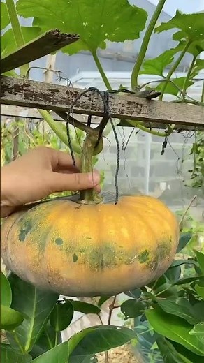 Planting pumpkins seed Tutorial #farming #shorts