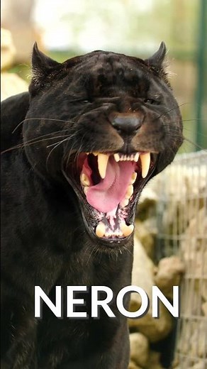 Who You Could Meet At Big Cat Fest! 🤩