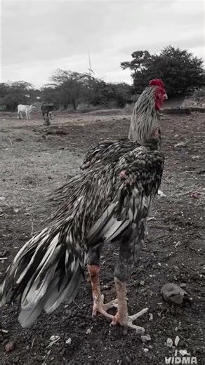 sandai seval mass attitude 💥💥🔥 #kanni #aseelmurga #roosterfarm #fighter #huntingdog #chippiparai
