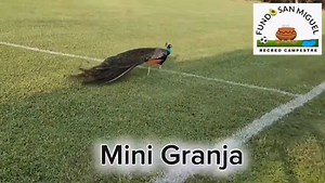 #CHANCAY: DISFRUTA EL VERANO EN EL CENTRO RECREATIVO "FUNDO SAN MIGUELITO" Iniciamos nuestra atención los dias; sábados y domingos. 👉🏻 𝐃𝐢𝐬𝐟𝐫𝐮𝐭𝐚 𝐜𝐨𝐧 𝐧𝐨𝐬𝐨𝐭𝐫𝐨𝐬 𝐝𝐞: ✅ 𝐑𝐞𝐬𝐭𝐚𝐮𝐫𝐚𝐧𝐭𝐞 𝐜𝐨𝐧 𝐯𝐚𝐫𝐢𝐞𝐝𝐚𝐝 𝐝𝐞 𝐩𝐥𝐚𝐭𝐨𝐬 🍽️ ✅ 𝐇𝐨𝐬𝐩𝐞𝐝𝐚𝐣𝐞 🏨 ✅ 𝐒𝐚𝐥ó𝐧 𝐝𝐞 𝐞𝐯𝐞𝐧𝐭𝐨𝐬 🎇 ✅ 𝐏𝐢𝐬𝐜𝐢𝐧𝐚 𝐩𝐚𝐫𝐚 𝐧𝐢ñ𝐨𝐬 𝐲 𝐚𝐝𝐮𝐥𝐭𝐨𝐬 🌊🤽🏼‍♀️🏊🏻‍♀️ ✅ 𝐂𝐚𝐦𝐩𝐨 𝐝𝐞𝐩𝐨𝐫𝐭𝐢𝐯𝐨 🏟️ ✅ 𝐌𝐢𝐧𝐢 𝐠𝐫𝐚𝐧𝐣𝐚 🦚🐄🐏🐑🦙 ✅ Juegos para los niños🎉🛝🎢 📲 𝐑𝐄𝐒𝐄𝐑�