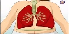 The respiratory system: how does it work