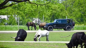 6.5K views · 39 reactions | DRIVE-THRU SAFARI OPEN 10-5pm! Gather up your kiddos & beat the heat by staying in the cool a/c of your car as you drive along our mile long path seeing Zebras, Camels, Emus & more! | Aikman Wildlife Adventure | Facebook