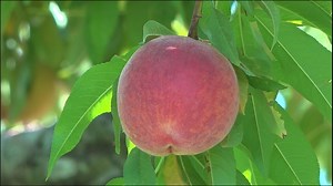 Grown Here at Home: Woods Farms producing good harvest of peaches