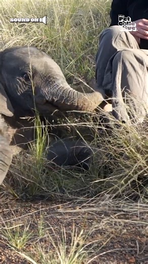 This baby elephant's first attempt at sitting is too cute to handle! 🙌🐘 | The Pet Collective