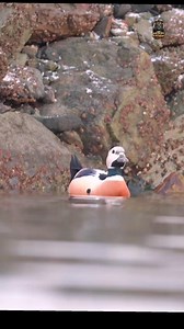 🦆 Steller’s Eider – A breathtaking sea duck of the Arctic! ❄️ Found in the freezing coastal regions of Alaska and Siberia, this bird is famous for its stunning colors. #NatureWonder #ArcticBeauty #StellersEider #viralpage #USAWildlife #wildlifestorm | Wildlife Storm