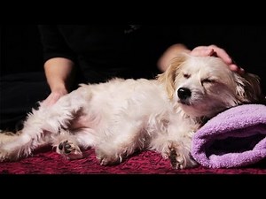 Dogs Get Massages For The First Time