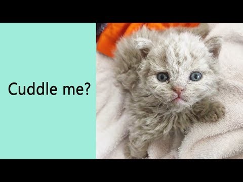 These 50 Kitties Are Unlike Any Cats You’ve Ever Seen Before