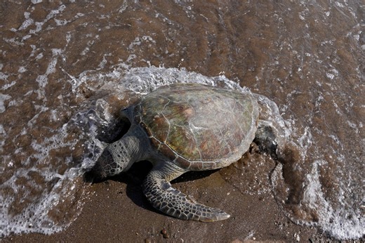 Experts alarmed as dead turtles with bleeding eyes wash up on Australia’s beaches: ‘It’s very, very worrying’