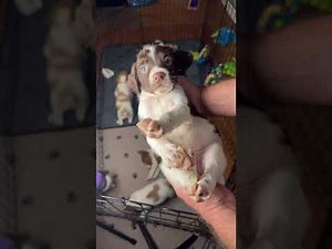 Hilltop Dog Puppy Training Kennel is live!