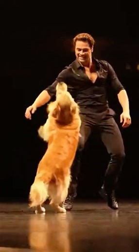 Golden Retriever Dancing Better Than Humans!