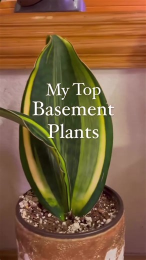 Here’s some easy care plants that are low light and low humidity 🪴 These are great for basements, offices, and any low light room decor. Which one is your favorite? 🌿 . . @joy.of.plants.shop . . #plantdecor #plantdesign #houseplants #indoorjungle #urbanjungle #plantlover #joyofplantsshop