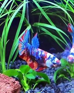 14 reactions | Betta in IQ3 | Dymax | Facebook