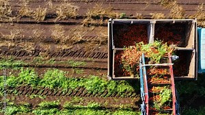 Harvesting carrots with farm machinery and truck to transport the carrots to a processing plant.