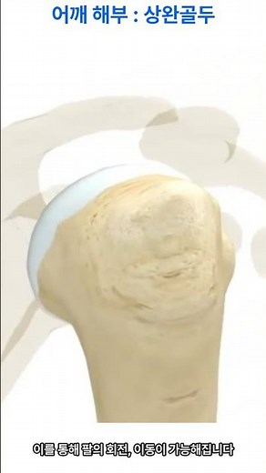 어깨 해부학: 상완골두의 역할과 구조 Shoulder Anatomy: The Role and Structure of the Humeral Head