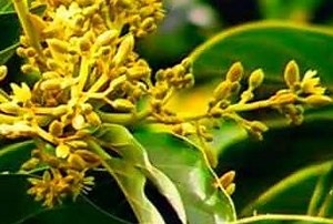 Muira puama. Propiedades y contraindicaciones - Paperblog