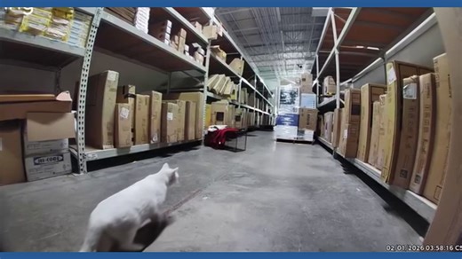 Meet Kerrville’s newest “employee”: OfficeMax cat rescued after five-night stay